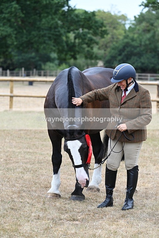 WJ7_0182 - Class 5a Most Handsome Gelding (above 14.2hh)