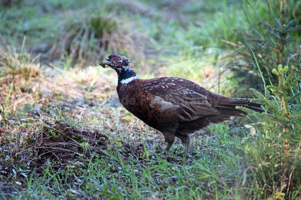 Pheasant on tree stump in Somerset - Birds, swans and gulls