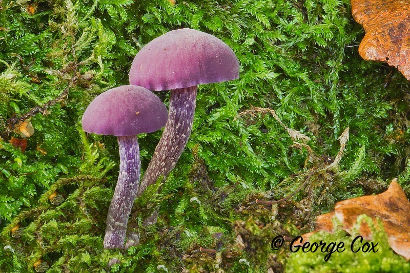 Amethyst Deceiver Laccaria amethystina