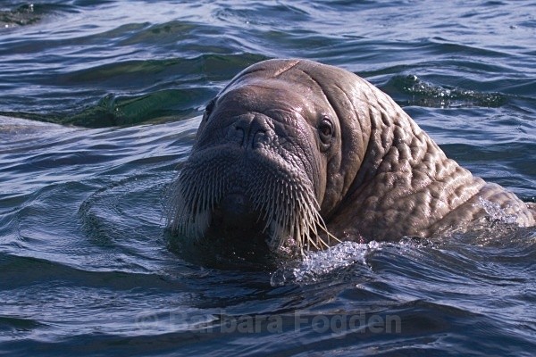Walrus 9186 - Wildlife