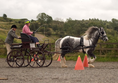  - Equestrian Photography