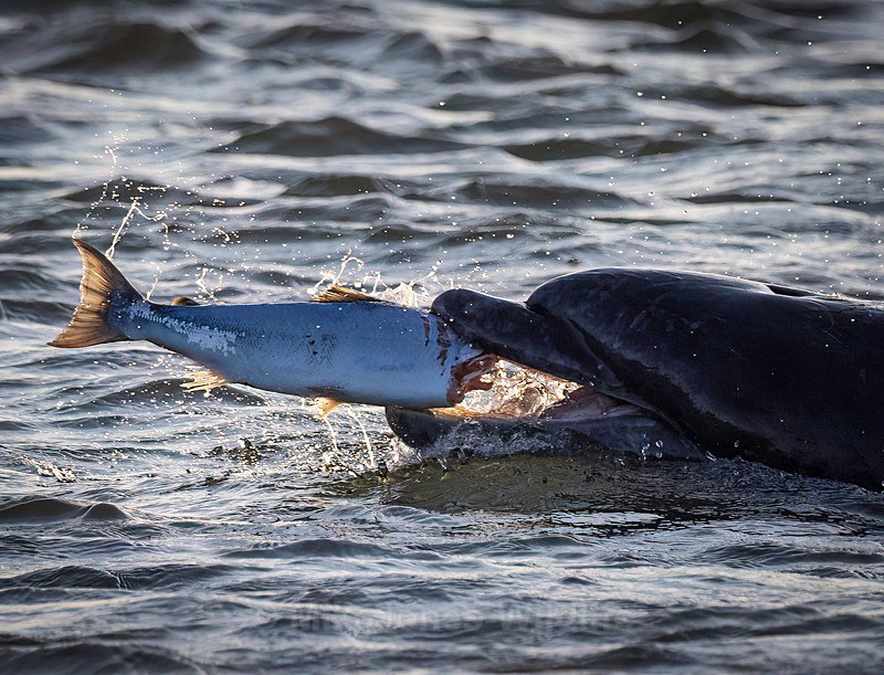 Chanory point, Bottle nose dolphins - Dolphins, Whales & Orcas. Scotland, Iceland, Azores & Madeira
