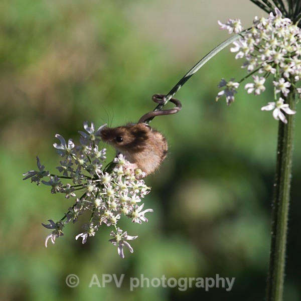 _DSC8293colour - Bob's Harvest Mice.