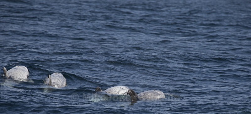 Rissos Dolphin, Pico Island, Azores - WHALES & DOLPHINS ( PICO, AZORES MAY 2013 & 2014 )