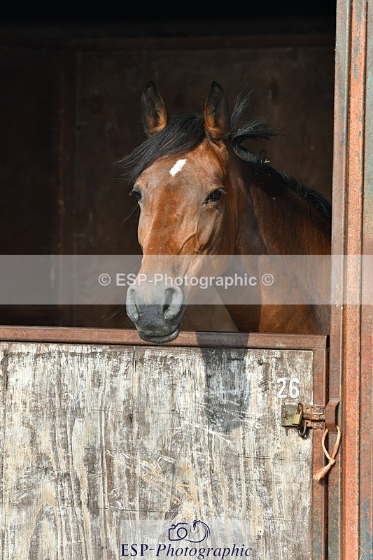 230817-084532-02452 - Stable Shots