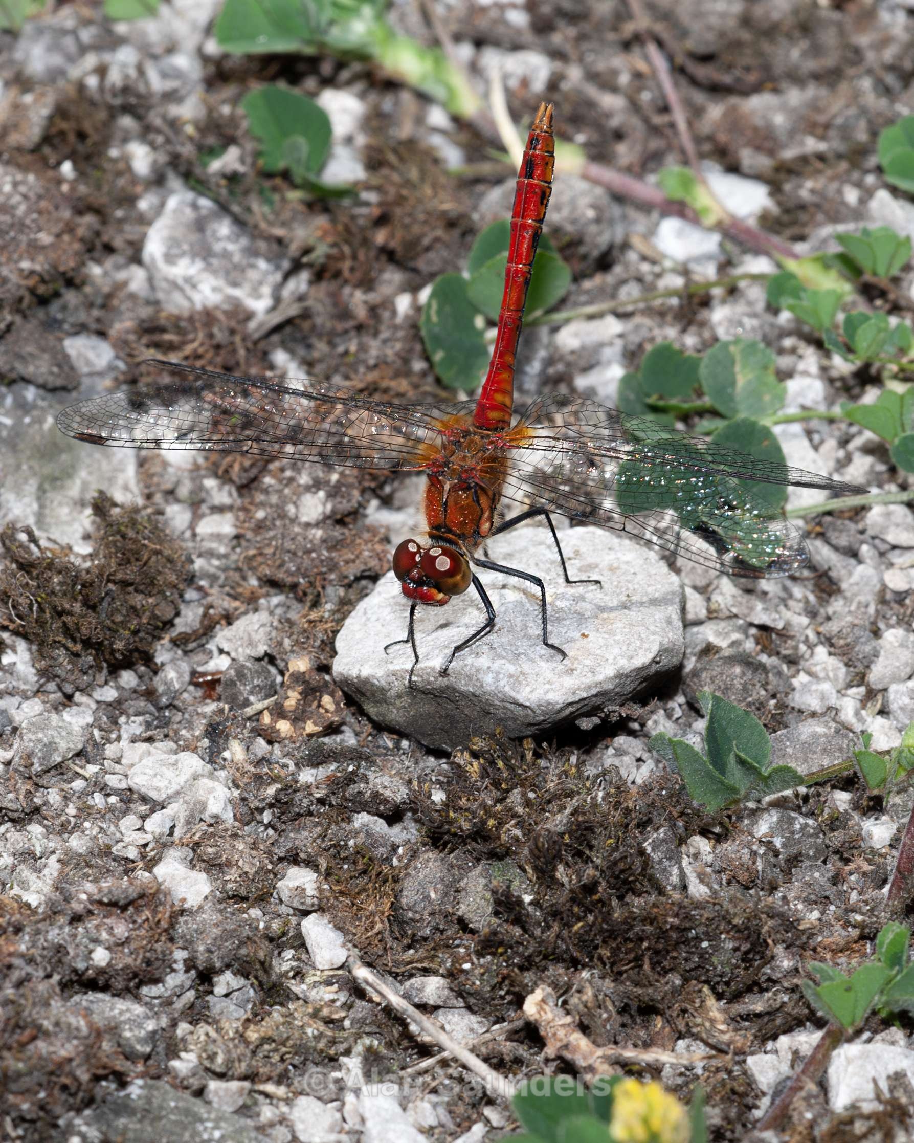 Male Common Darter 4