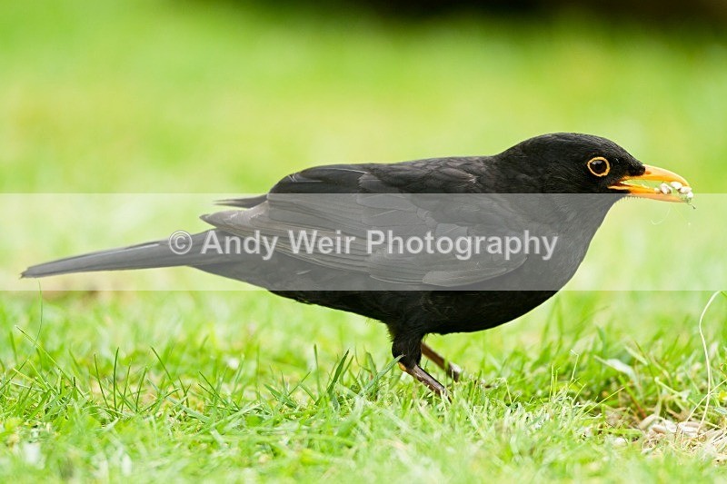 20120506-_MG_9769 - Thrushes