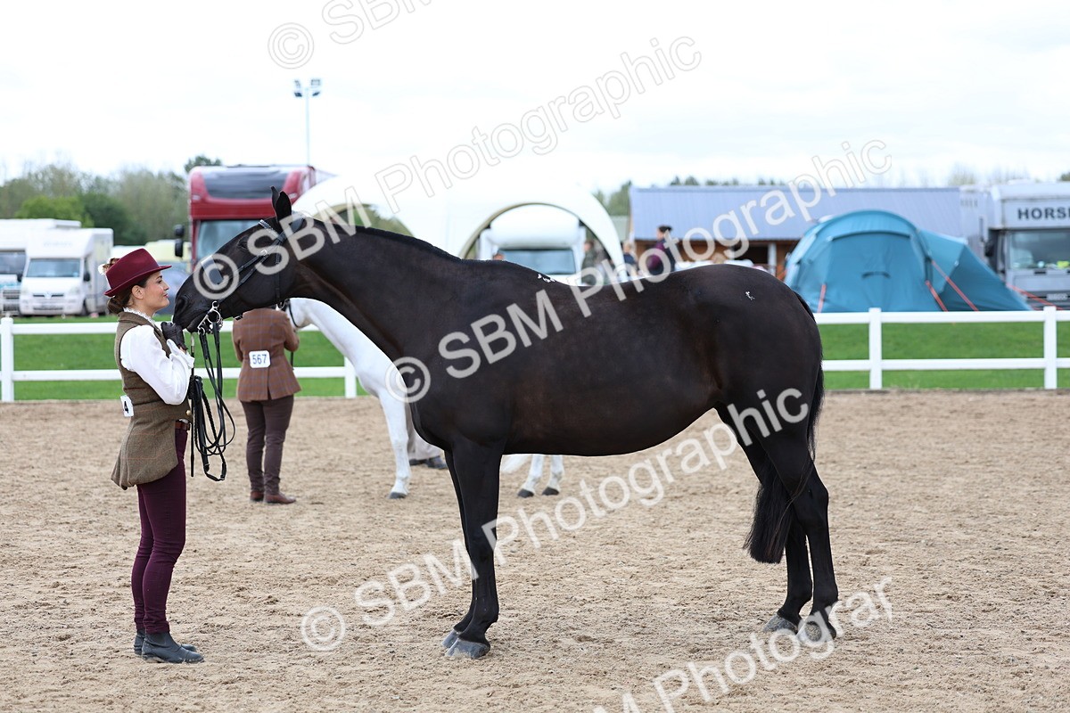 SBM_05106 - Class 27 - IH Competition Horse or Pony
