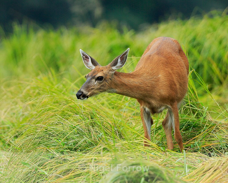 Black-tailed Deer feeding on grass, Knight Inlet, Canada - Deer