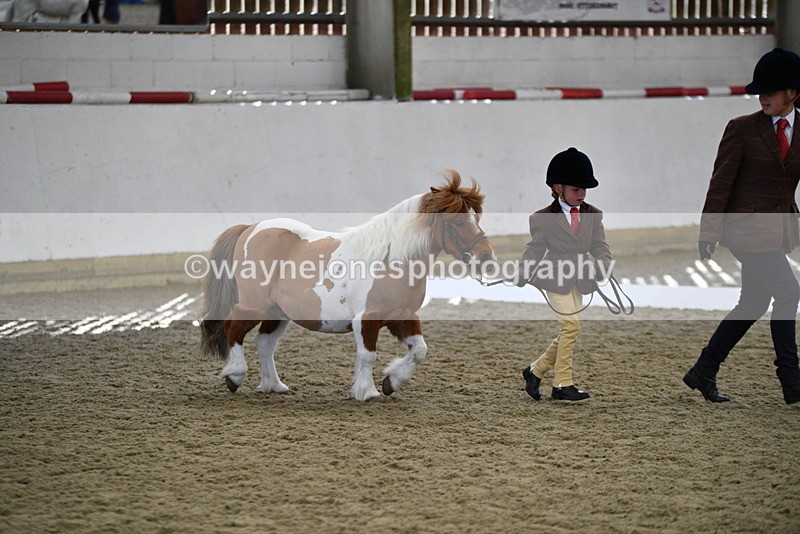 WJ5_4900 - Class 7 In hand coloured / odd coloured