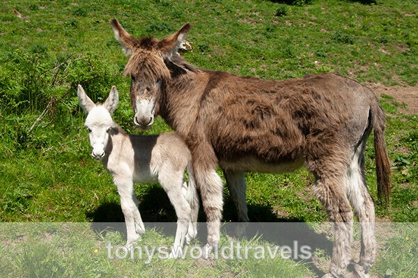 Mother with Baby Donkey 2, Ireland - IRISH FARM ANIMALS