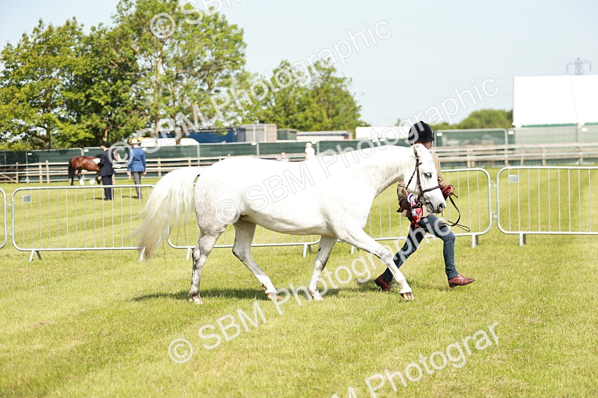 SBM_01721 - Class 14-23 - Mountain & Moorland In Hand Non Welsh