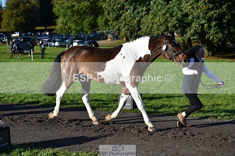 231022-095014-22058 - 467-WELLSHEAD.SQUIGGLE-Emily.Illing-TrotUp+SJ