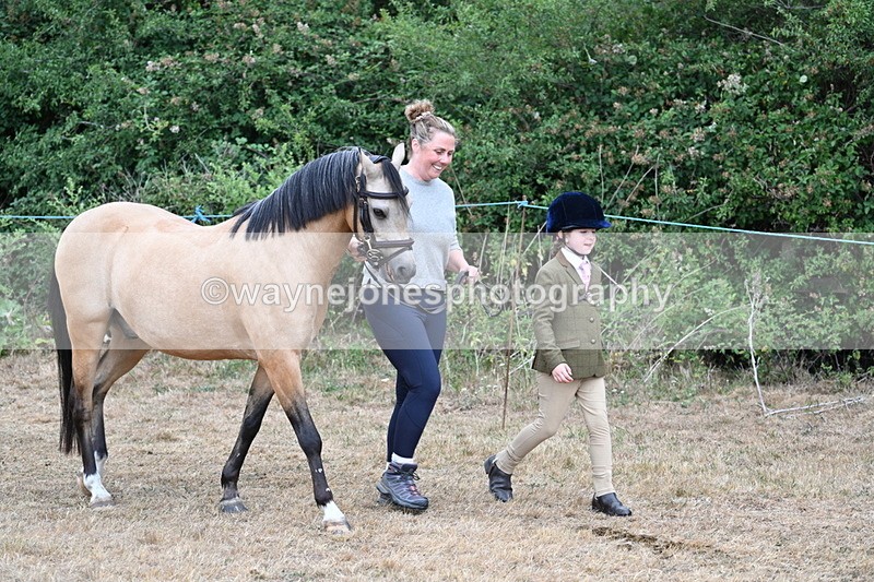 WJ7_9457 - Class 5 Most Handsome Gelding (up to 14.2hh)