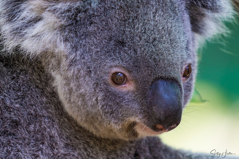 Koala Bear