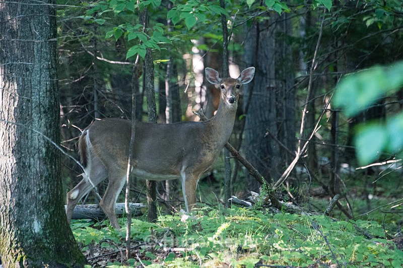  - Animals in the Wild