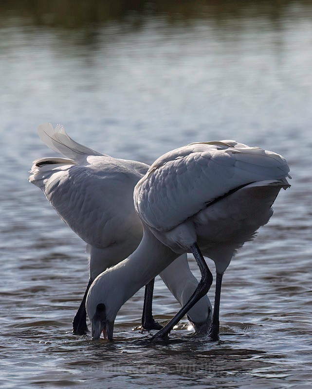 Fledgling spoonbills feeding - Latest ..Spoonbills at Burton Mere Wetlands, Wirral. UK