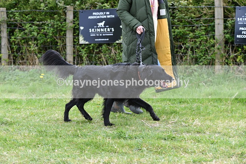 WJ5_9174 - Class 1 Best Cross Breed / Heniz 57