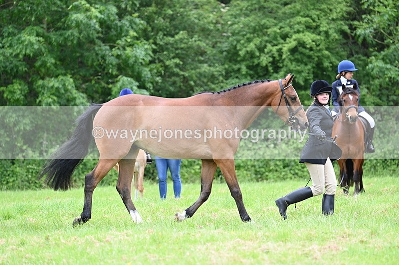WJ7_4136 - Class 14A Handsome Gelding