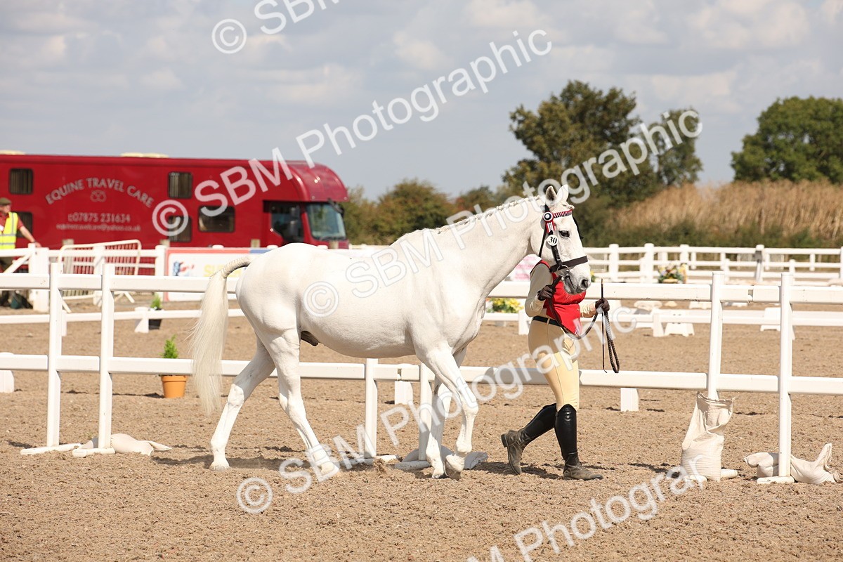 SBM_03383 - Class 18 Handsomest Gelding (IH or Ridden)