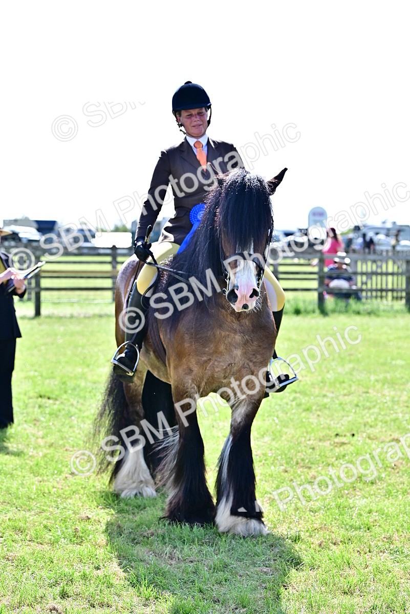 SBM_09425 - Class 63-65 - Traditional Gypsy Cobs In Hand & Ridden