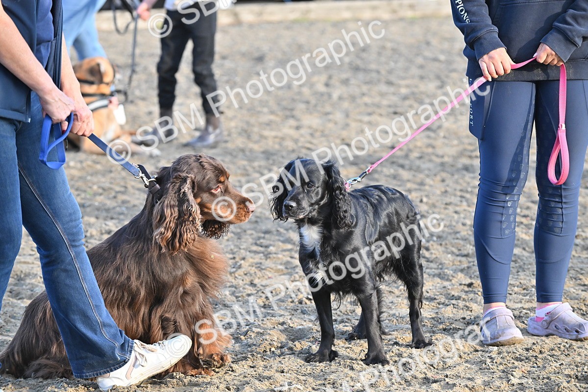 SBM_09497 - Lorry Dogs
