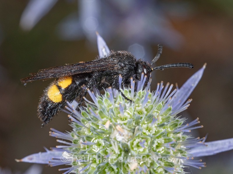 Hairy Scolid wasp (Scolia hirta)