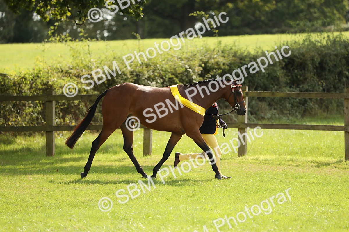 SBM_65638 - S48 - Show Pony & Show Hunter Pony In Hand