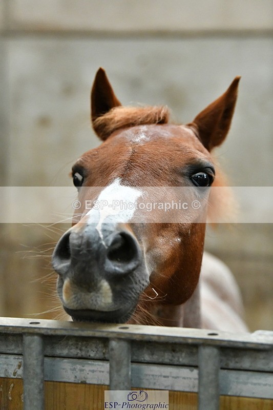 230804A-094533-02184 - Stable Shots