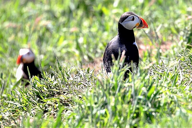 _56A6999 - Skomer 2019