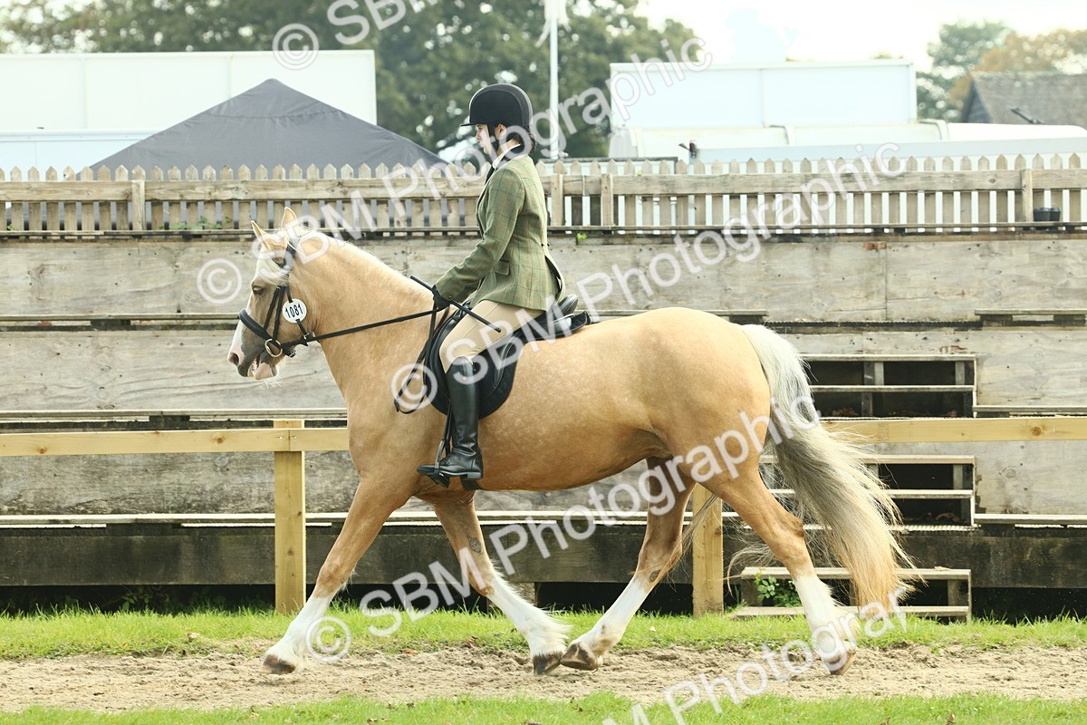 SBM_62594 - S63 - Other Coloured Horse Ridden
