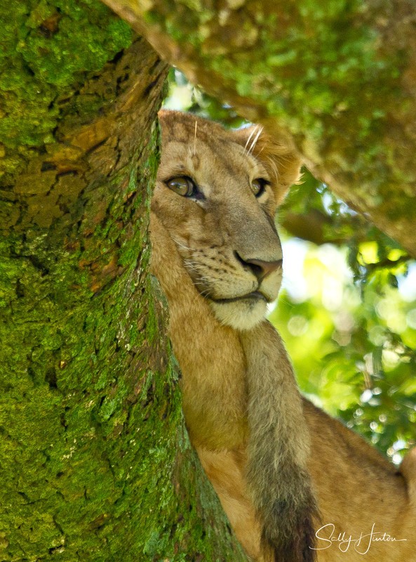 Tree Lions Serengeti 3