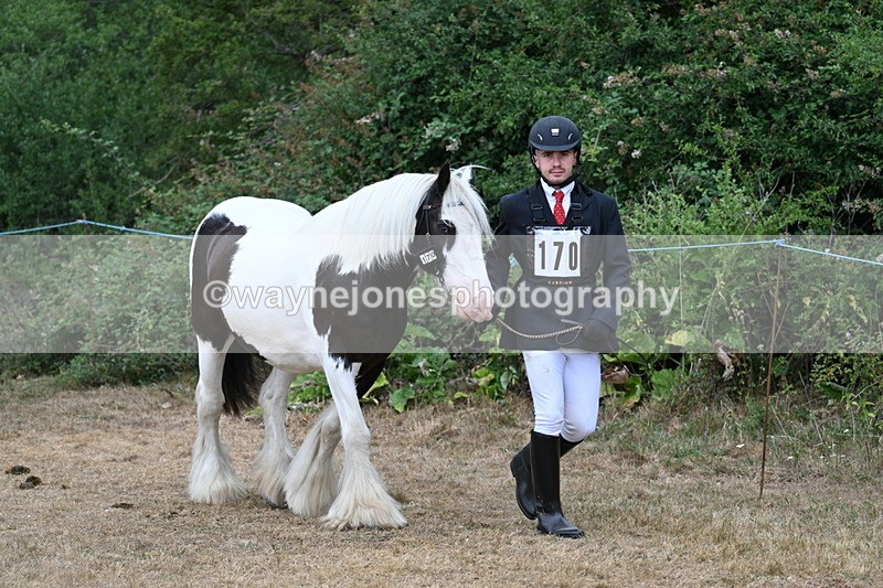 WJ7_9432 - Class 5 Most Handsome Gelding (up to 14.2hh)