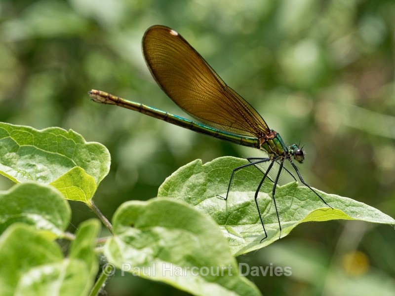 Beautiful demoiselle ( Calopteryx virgo) - Insects, Spiders and other Animals