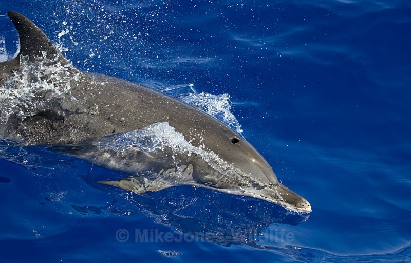 Atlantic spotted dolphin, Madeira, Portugal - FAVOURITES WILDLIFE GALLERY. Selected images from the wildlife collections.