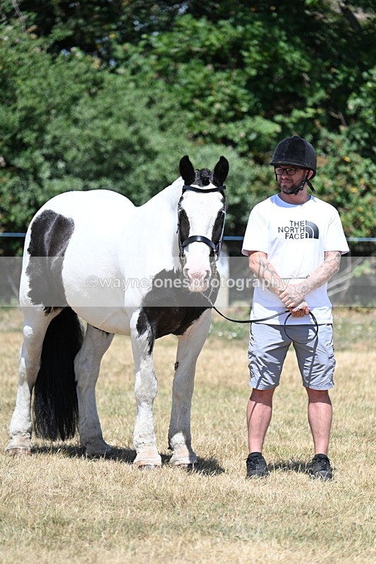 WJ7_2353 - Class 5a Most Handsome Gelding in hand (above 14.2hh)