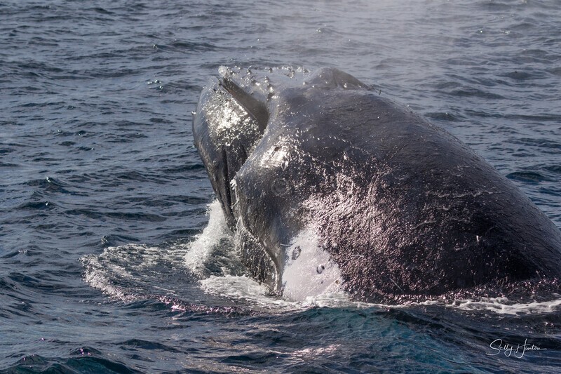 0A3A7498. Head Lunge 2 - 2023 Whale Photos