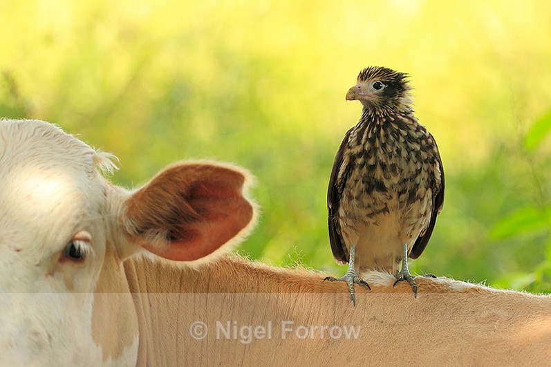 Yellow-headed Caracara (juvenile) perched on the back of a cow - Yellow-headed Caracara