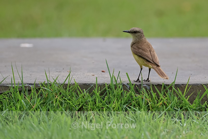 Cattle Tyrant rear view, Porto Jofre, Mato Grosso, Brazil - Cattle Tyrant