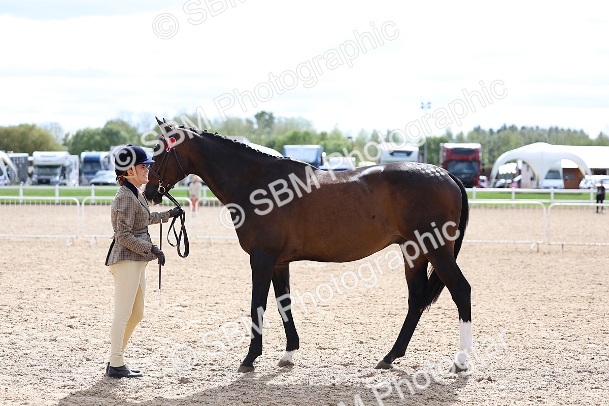SBM_15285 - Class 313 - IH Retired Racehorse