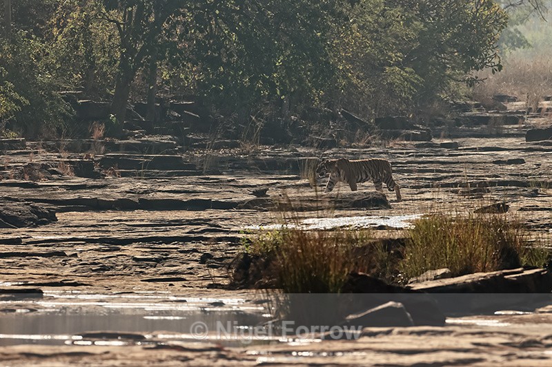 Tiger crossing dry river bed, Panna, Madhya Pradesh, India - Tiger