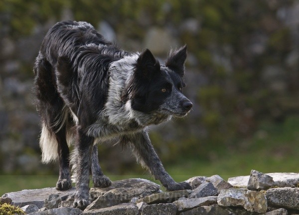 Meg - Captured Wild life/Domestic/ livestock Animals