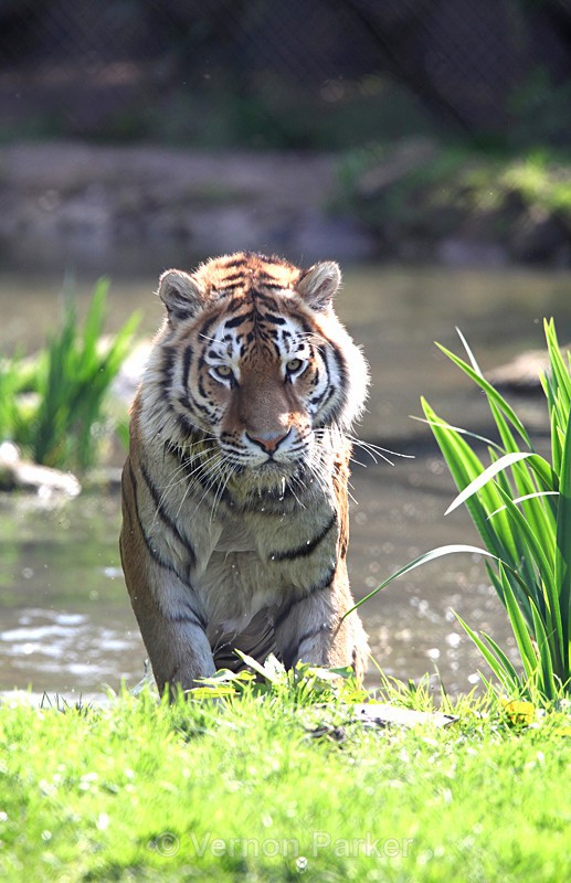 Siberian Tiger - Wildlife
