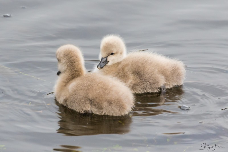 Cygnets 1
