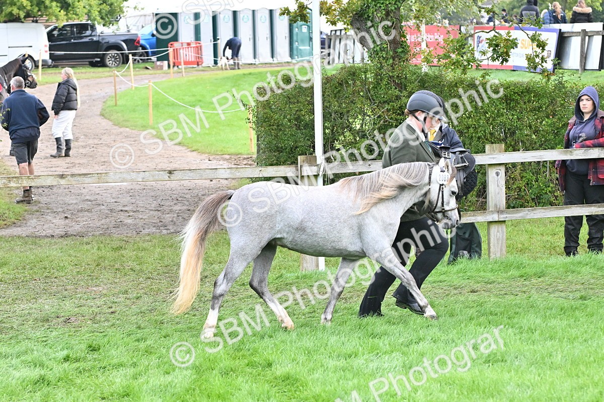 SBM_56910 - S45 - Coloured Pony In Hand
