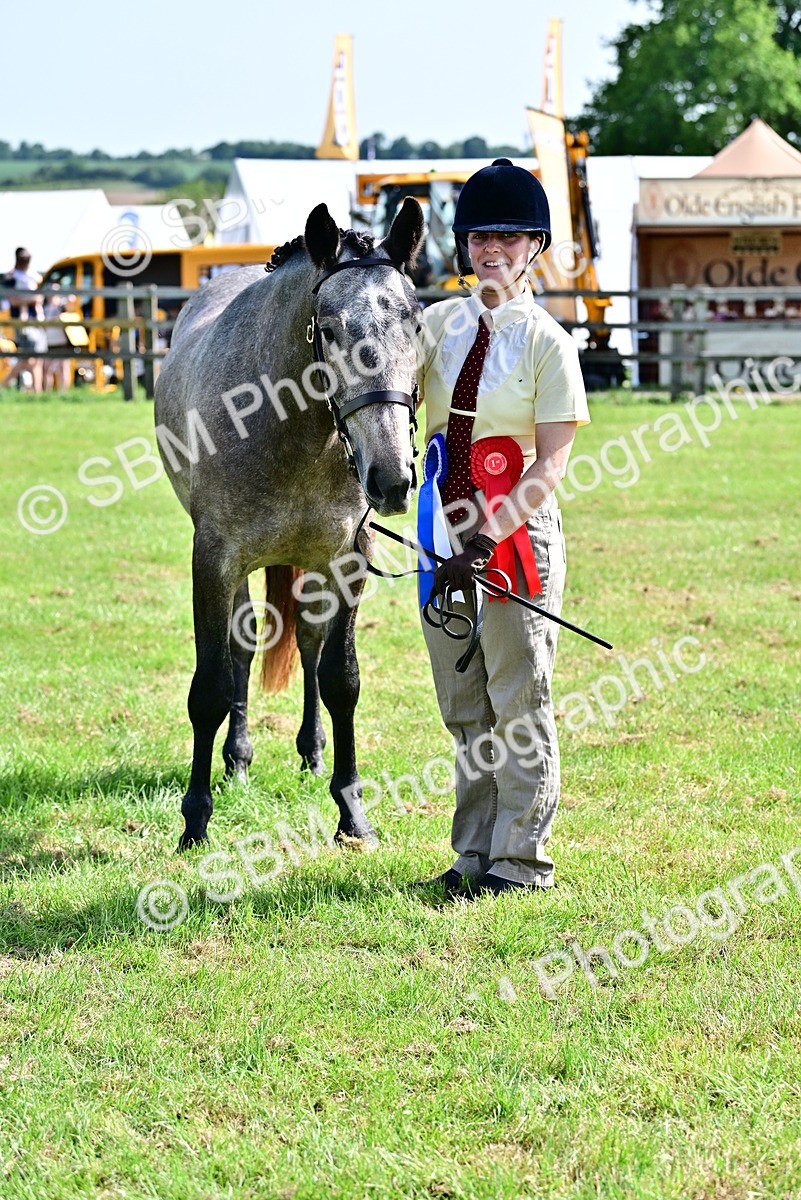 SBM_03362 - Class 50 - 54 Light Horse Breeding