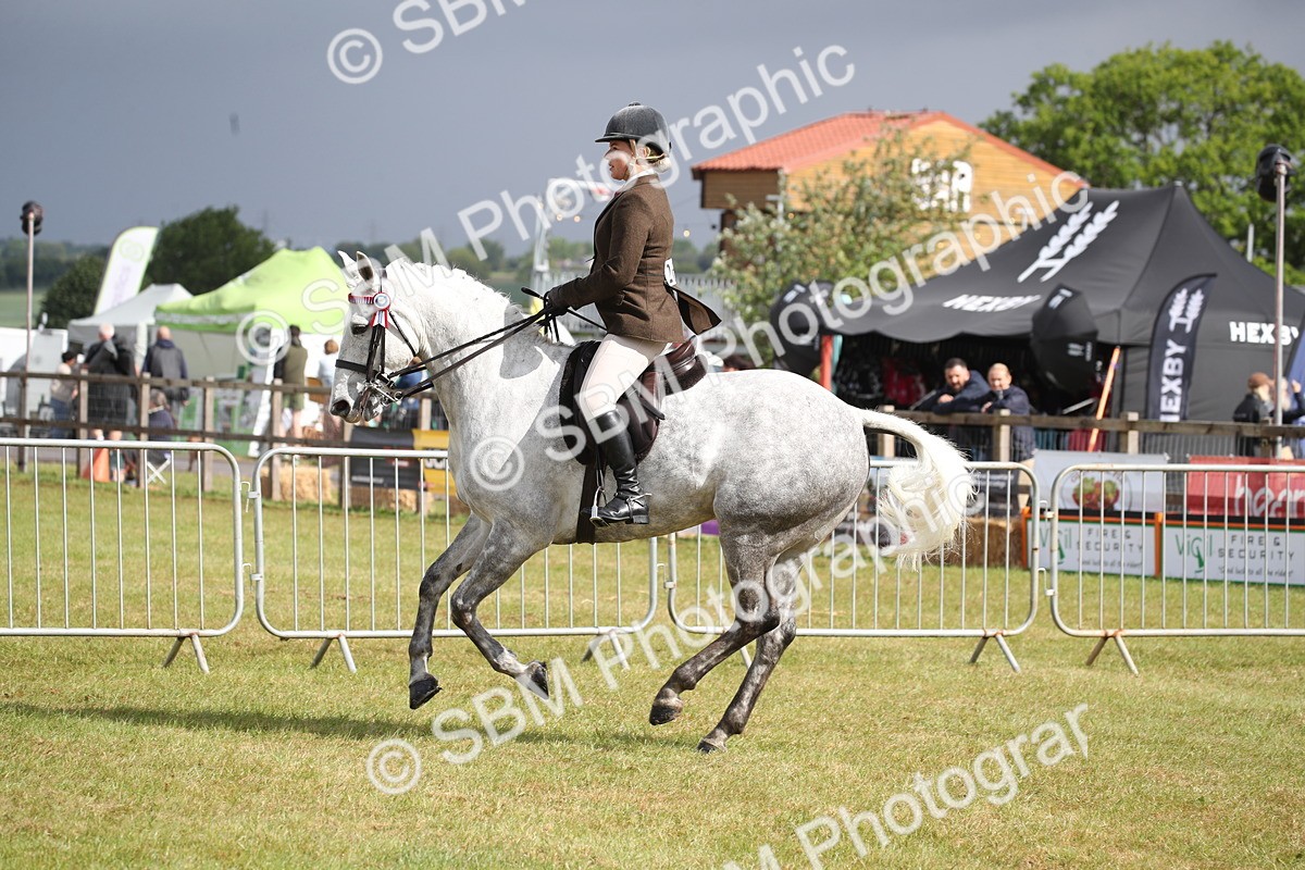 SBM_11523 - Class 95-96 - LIHS BSHA Rising Star Hack Riding Horse