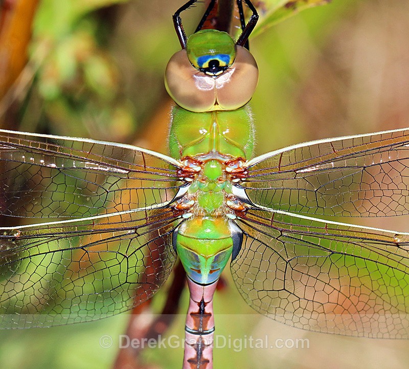 Common Green Darner - Male - Dragonflies of Atlantic Canada