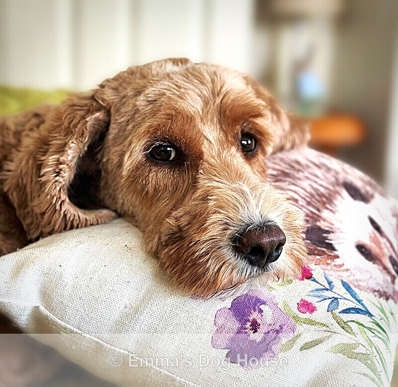  - Pawtraits