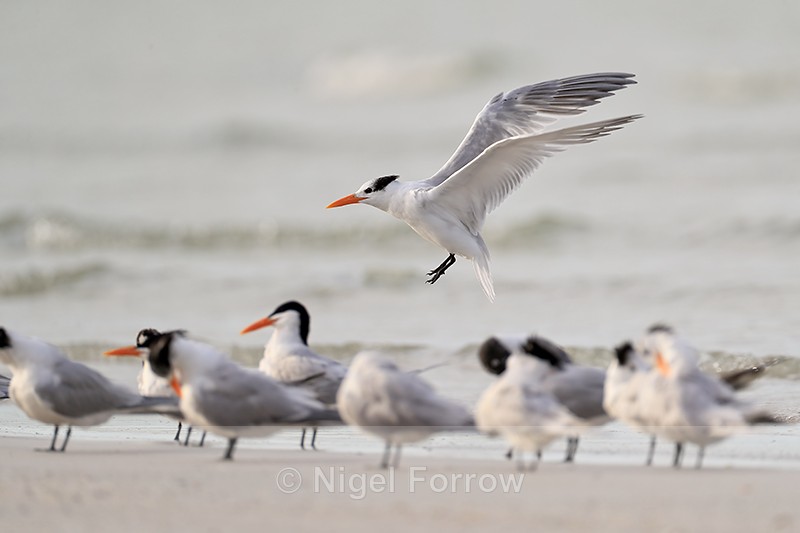 Royal Tern landing on beach, Fort De Soto, Florida - Royal Tern